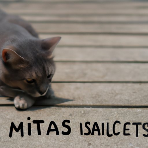 Do Cats Miss You When You Go on Vacation? The Enlightened Mindset