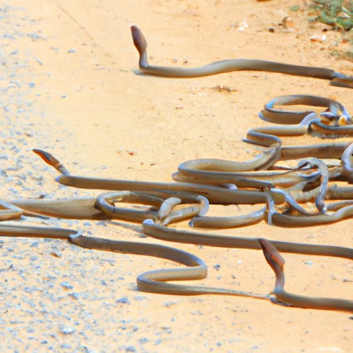 Do Snakes Travel in Packs? Investigating the Social Habits of These