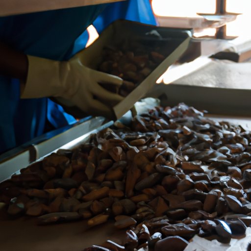 Exploring Don Olivo Chocolate Tour An Insider’s Guide to the Sweetest