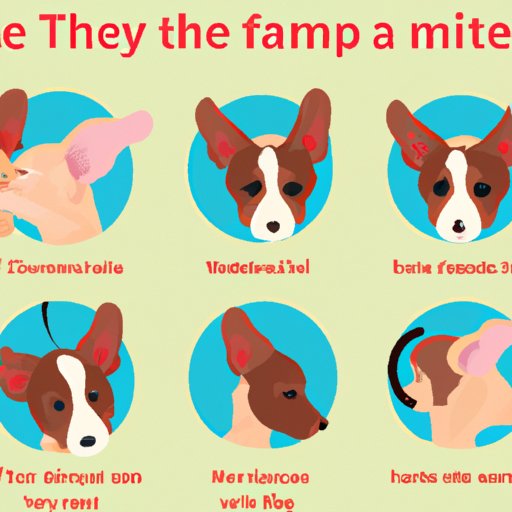 Ear Mites in Dogs Causes, Symptoms, and Treatment The Enlightened