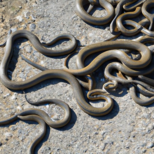 How Far Do Snakes Travel? Exploring the Distance and Factors That Influence Snake Movement The