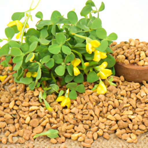 How Long Does It Take for Fenugreek to Work? The Enlightened Mindset