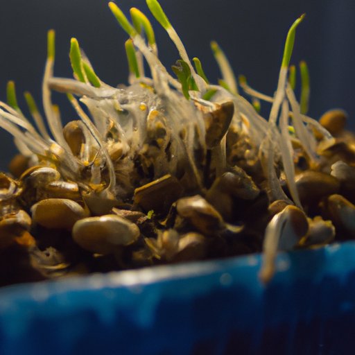 How Long Does it Take Grass Seeds to Start Growing? The Enlightened Mindset