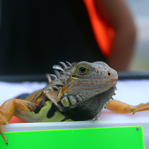 How Much Does an Iguana Cost? A Guide to Iguana Prices The