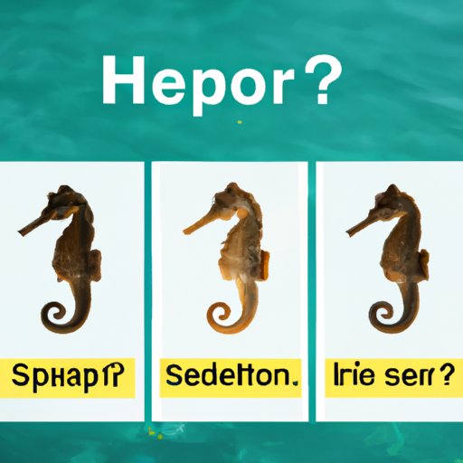 How Much Does a Seahorse Cost? A Guide to Seahorse Prices The