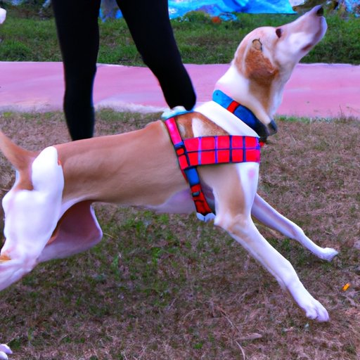 How Much Exercise Does Your Dog Need? An Overview of Different Breeds and Exercise Requirements