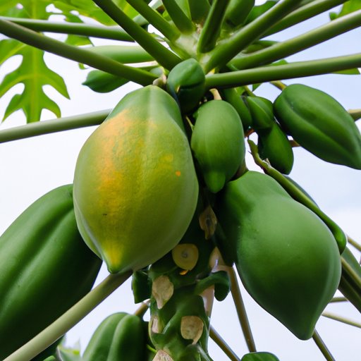 How to Eat Paw Paw A StepbyStep Guide & Delicious Recipe Ideas