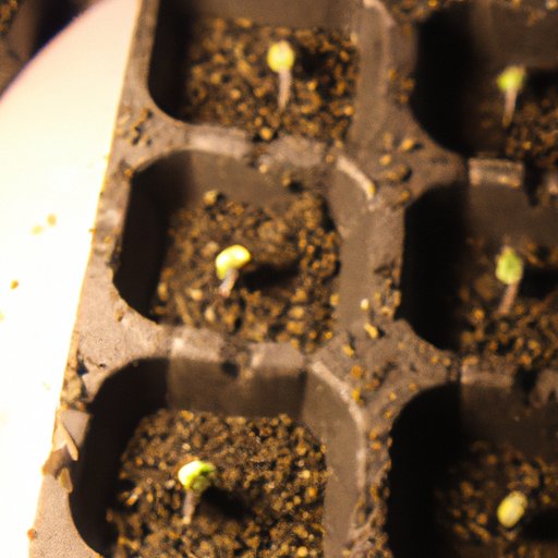 How to Start Cannabis Seeds: A Comprehensive Guide - The Enlightened ...