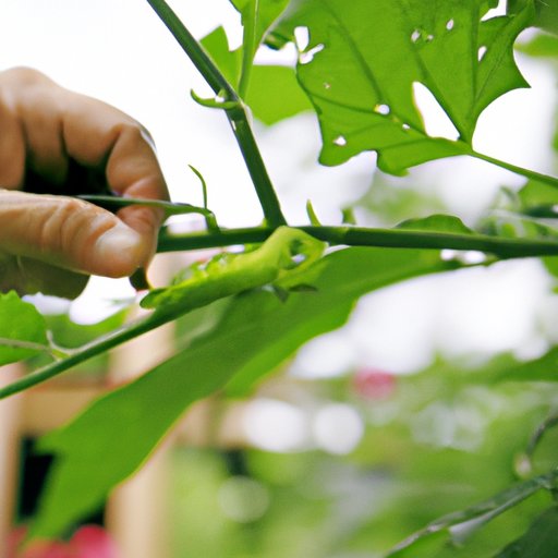 How to Stop Caterpillars From Eating Your Plants Natural Predators