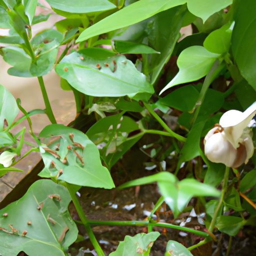 How to Stop Insects from Eating Plant Leaves Naturally The