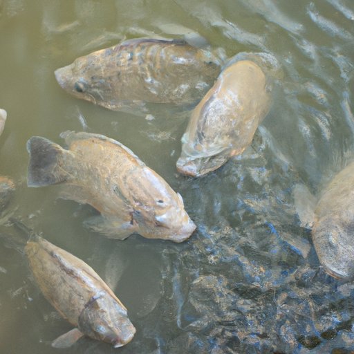 Is Tilapia Fish Healthy? Exploring the Nutritional Benefits and
