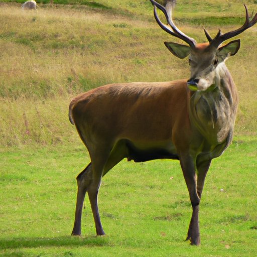 Is Venison Healthier Than Beef? A Comprehensive Analysis The