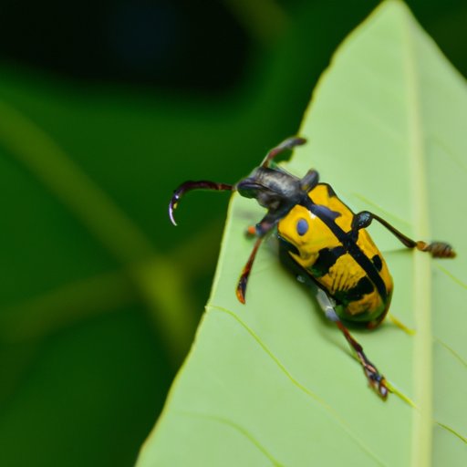 What is Entomology? Exploring the Science of Insects and Arthropods