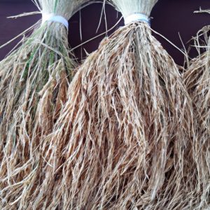 When Was Rice Invented? A History of Rice Cultivation - The Enlightened ...