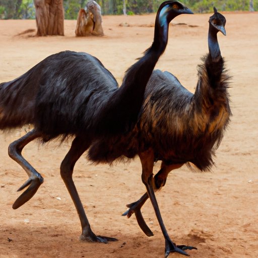 Exploring the Purpose of Emu Dancing in the Wild and Its Cultural