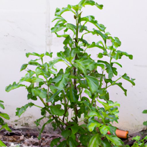 the-ultimate-guide-to-citronella-plants-understanding-their-size-and