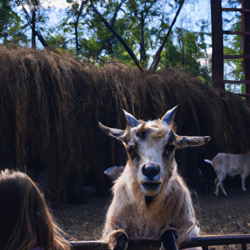 mobile petting zoo business plan